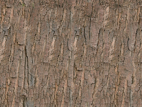 树皮贴图