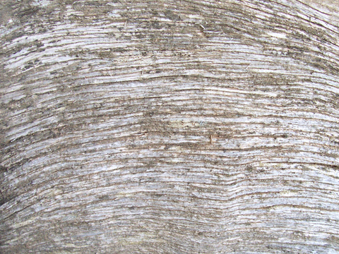  树皮 树干 木头 残旧木纹 木材 木柴 树枝 