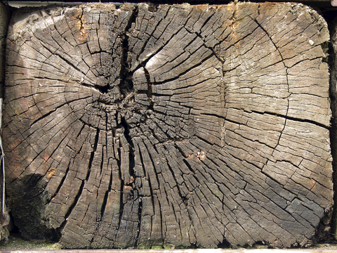  树木 年轮 木桩 树干 木头 残旧木纹 木材  干木柴 树根 