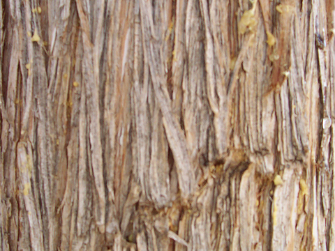  树皮 树干 木头 残旧木纹 木材 木柴 树枝 