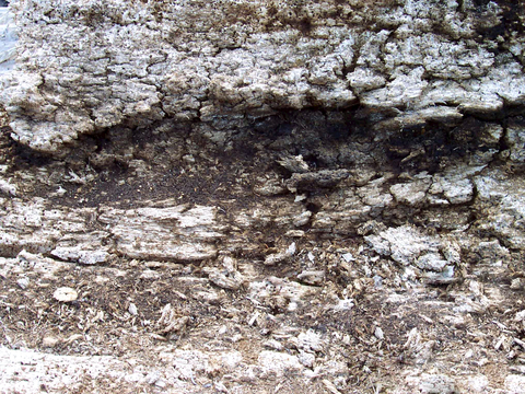 树皮 树干 木头 残旧木纹 木材 木柴 树枝