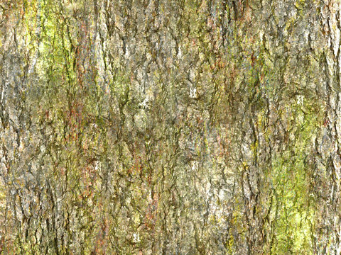 树皮 树干 木头 残旧木纹 木材 木柴 树枝