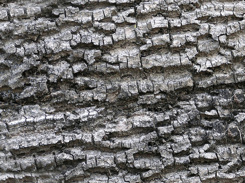 树皮 树干 木头 残旧木纹 木材 木柴 树枝