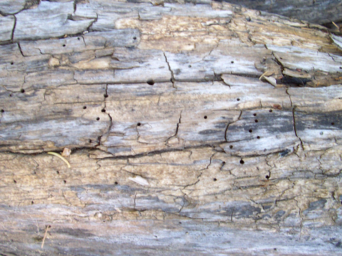 树皮 树干 木头 残旧木纹 木材 木柴 树枝