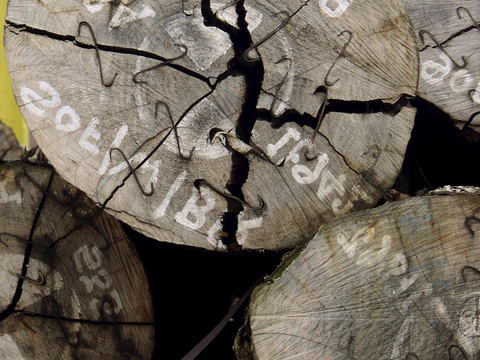 树木 年轮 木桩 树干 木头 残旧木纹 木材  干木柴 树根