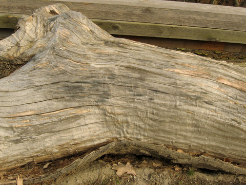  树皮 树干 木头 残旧木纹 木材 木柴 树枝 