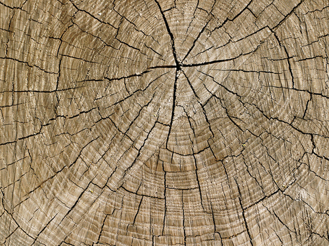 树木 年轮 木桩 树干 木头 残旧木纹 木材  干木柴 树根