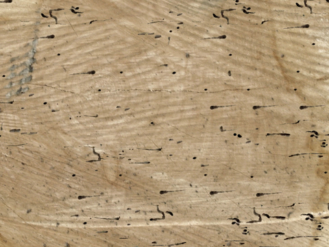  树木 年轮 木桩 树干 木头 残旧木纹 木材  干木柴 树根 