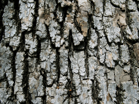 树皮 树干 木头 残旧木纹 木柴 树枝