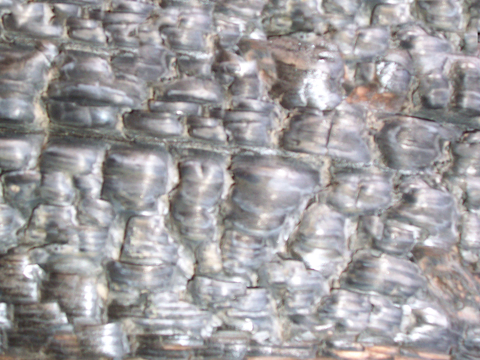 树皮 树干 木头 残旧木纹 木材 木柴 树枝