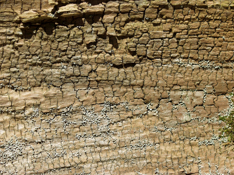  树皮 树干 木头 残旧木纹 木材 木柴 树枝 木柴 树根 