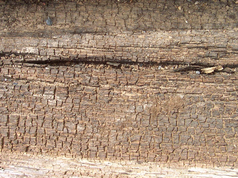 树皮 树干 木头 残旧木纹 木材 木柴 树枝