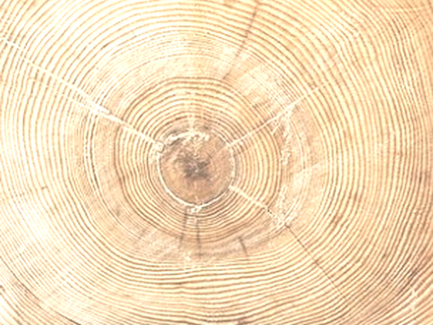  树木 年轮 木桩 树干 木头 残旧木纹 木材  干木柴 树根 