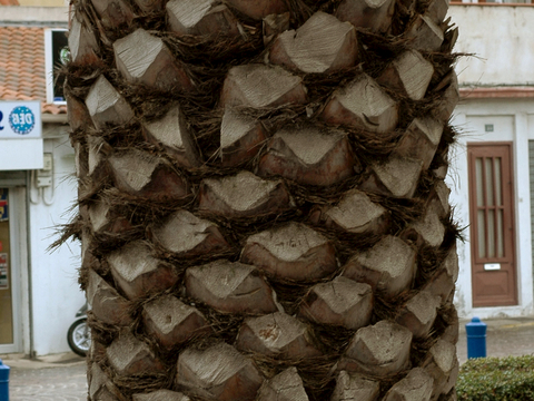  树皮 树干 木头 残旧木纹 木材 木柴 树枝 木柴 树根 