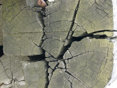  树木 年轮 木桩 树干 木头 残旧木纹 木材  干木柴 树根 