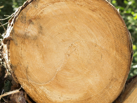 树木 年轮 木桩 树干 木头 残旧木纹 木材  干木柴 树根