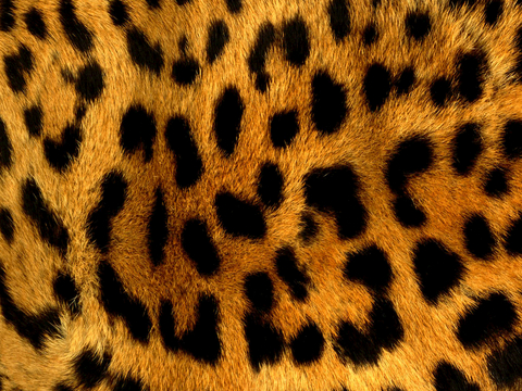  粗纹皮革 皮纹 皮草 动物皮毛 花纹皮革 绒毛毯 软硬包皮革 