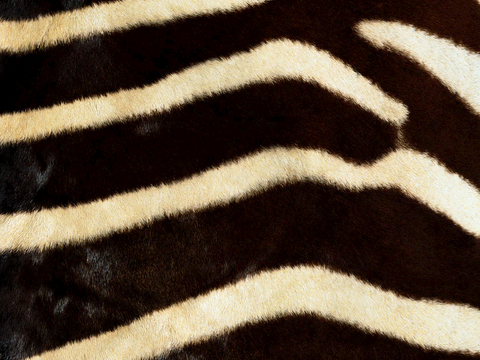  粗纹皮革 皮纹 皮草 动物皮毛 花纹皮革 绒毛毯 软硬包皮革 