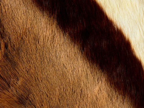  粗纹皮革 皮纹 皮草 动物皮毛 花纹皮革 绒毛毯 软硬包皮革 