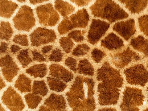  粗纹皮革 皮纹 皮草 动物皮毛 花纹皮革 绒毛毯 软硬包皮革 