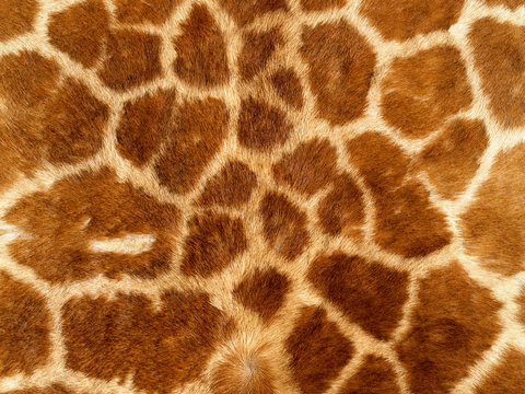  粗纹皮革 皮纹 皮草 动物皮毛 花纹皮革 绒毛毯 软硬包皮革 