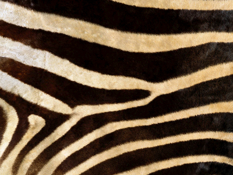  粗纹皮革 皮纹 皮草 动物皮毛 花纹皮革 绒毛毯 软硬包皮革 