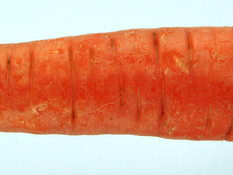  食物 蔬菜 香料 调料 玉米 包菜 辣椒 