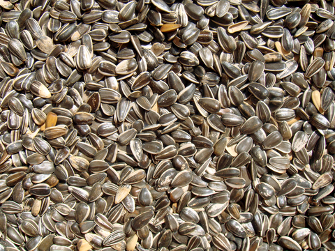  食物 蔬菜 香料 调料 玉米 包菜 辣椒 