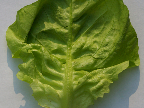  食物 蔬菜 香料 调料 玉米 包菜 辣椒 