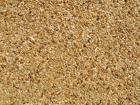  食物 蔬菜 香料 调料 玉米 包菜 辣椒 