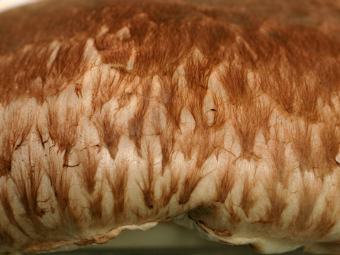 食物 蔬菜 香料 调料 玉米 包菜 辣椒