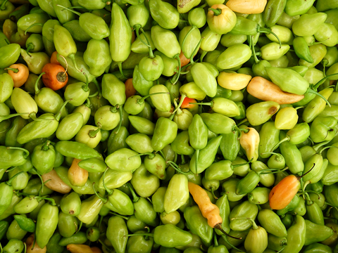  食物 蔬菜 香料 调料 玉米 包菜 辣椒 