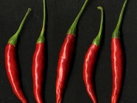 食物 蔬菜 香料 调料 玉米 包菜 辣椒