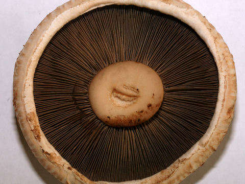  食物 蔬菜 香料 调料 玉米 包菜 辣椒 