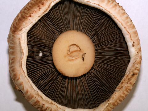  食物 蔬菜 香料 调料 玉米 包菜 辣椒 