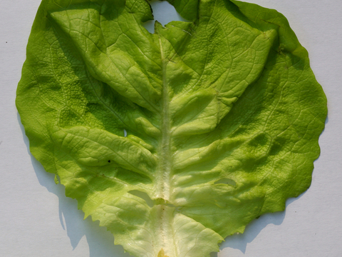  食物 蔬菜 香料 调料 玉米 包菜 辣椒 