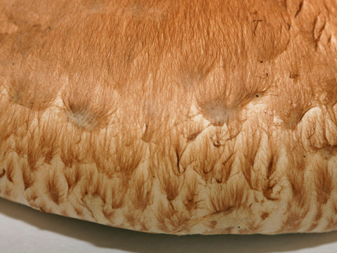  食物 蔬菜 香料 调料 玉米 包菜 辣椒 