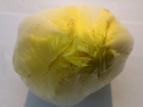  食物 蔬菜 香料 调料 玉米 包菜 辣椒 