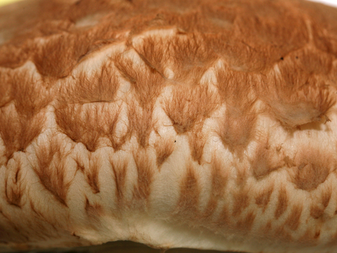  食物 蔬菜 香料 调料 玉米 包菜 辣椒 