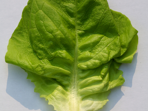  食物 蔬菜 香料 调料 玉米 包菜 辣椒 