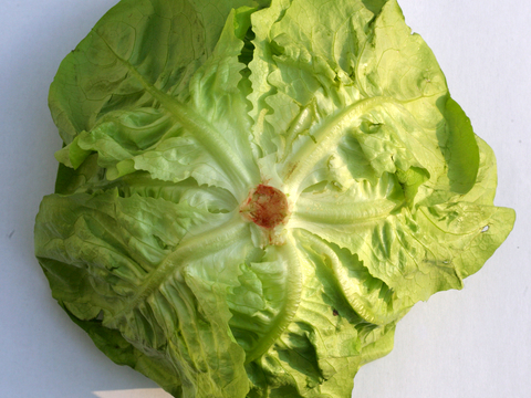  食物 蔬菜 香料 调料 玉米 包菜 辣椒 