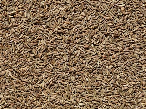  食物 蔬菜 香料 调料 玉米 包菜 辣椒 