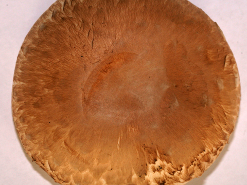 食物 蔬菜 香料 调料 玉米 包菜 辣椒