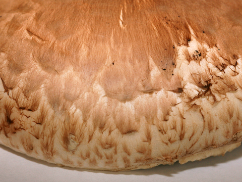  食物 蔬菜 香料 调料 玉米 包菜 辣椒 