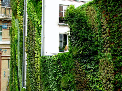 植物墙 绿植 植被 花卉 绿叶背景景墙 装饰墙 植物堆