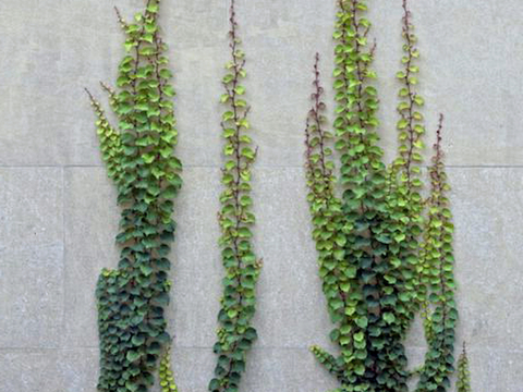  植物墙 绿植 植被 花卉 绿叶背景景墙 装饰墙 植物堆 