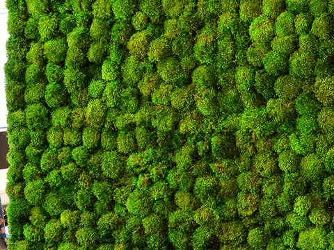 植物墙 绿植 植被 花卉 绿叶背景景墙 装饰墙 植物堆