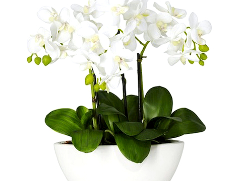 植物墙 绿植 植被 花卉 绿叶背景景墙 装饰墙 植物堆