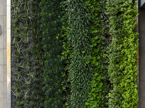  植物墙 绿植 植被 花卉 绿叶背景景墙 装饰墙 植物堆 
