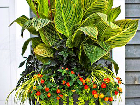  植物墙 绿植 植被 花卉 绿叶背景景墙 装饰墙 植物堆 